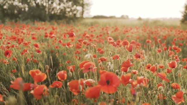 Relaxing Red Poppy Flower Field Relax in a field of flowers смотреть онлайн