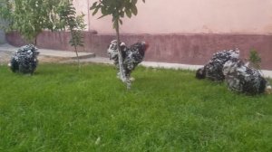 Кури кохинхин мраморная