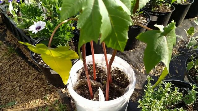 09.06.2021 КЛЕЩЕВИНА КРАСНАЯ смотреть онлайн