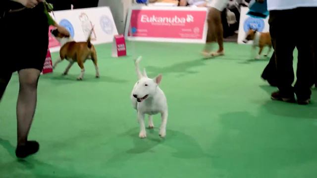 ЧМ 2013 минибули сравнение на ВОВ смотреть онлайн