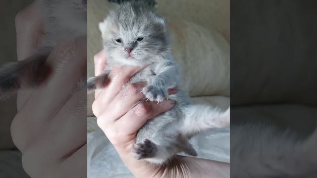 Британская шиншилла открывает глазки