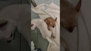 Плановая вязка чихуахуа.Часть 2