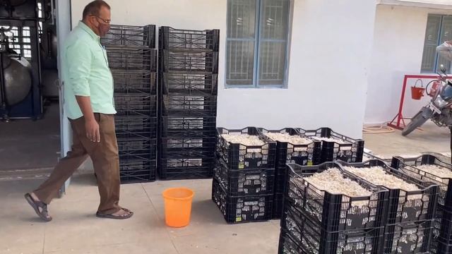 Ernte Jasminum Grandiflorum смотреть онлайн