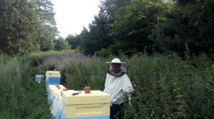 Пчеловодство Беларусь сезон 2020