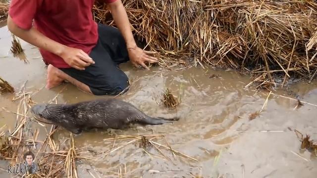 Ngeri! Aming Diserang Lintah Jumbo Saat Berburu Belut Bersama Oki si Berang-berang Pintar смотреть онлайн