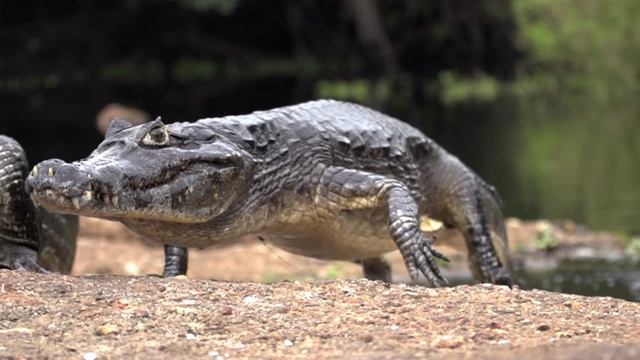 CAIMAN | JACARÉ-DO-PANTANAL | ALLIGATORIDAE смотреть онлайн