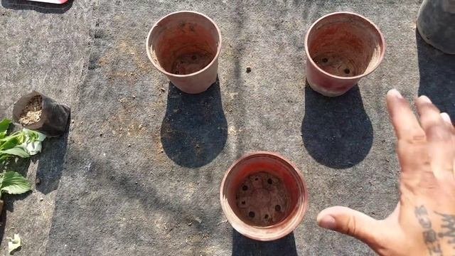 СУПЕР СПОСОБ ВЫРАЩИВАНИЕ ПЕТУНИИ.?20 дней без воды.?Петуния на мраморе.?Постепенная перевалка.