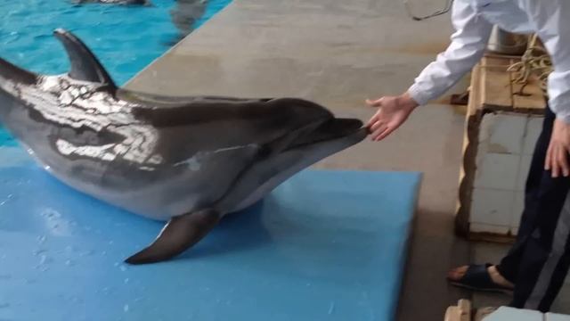 Дельфины и весы смотреть онлайн