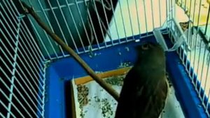 Птицы-Репел