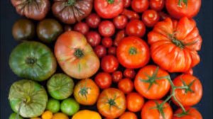 Пасленовые