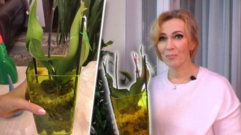 Орхидею разместили на РЕАНИМАЦИЮ... И ЧТО ДАЛЬШЕ? Смотрим, что происходило.