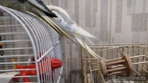 КОРЕЛЛА ГОВОРИТ И ПОЁТ АРЧИ ОЧЕНЬ УМНЫЙ ПОПУГАЙ, копошилка для попугаев