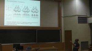 49 Синапсы электрические и химические