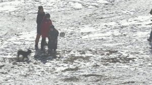 Собака играет в Футбол Веселая прогулка Во всех дворах страны 25 03 2020