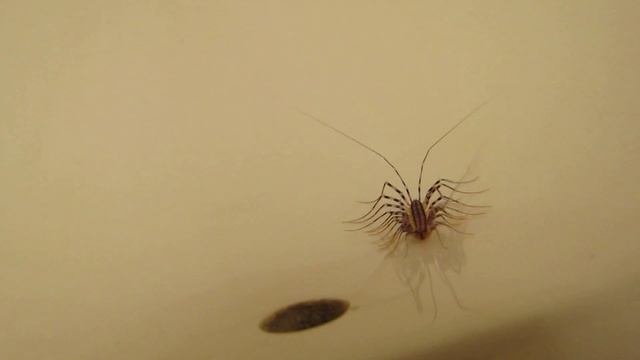 The Common House Centipede (Scutigera Coleoptrata)