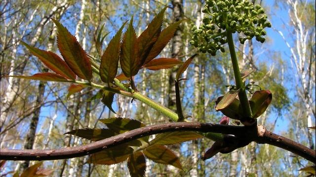 Все о траве Бузина от Здравницы Полынь смотреть онлайн