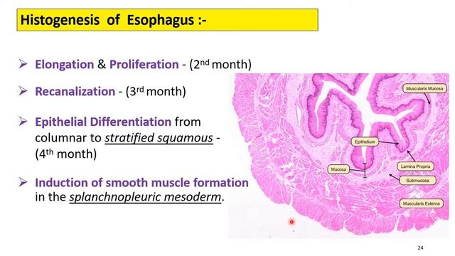 Development of Gastrointestinal Tract - Part 1 смотреть онлайн