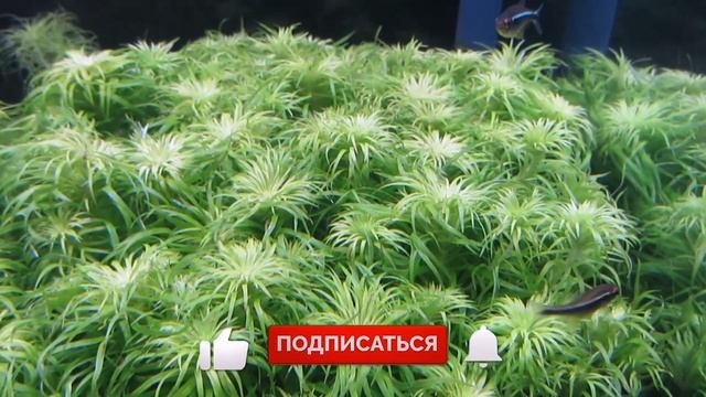Дисбаланс в моем аквариуме. Не растут растения.