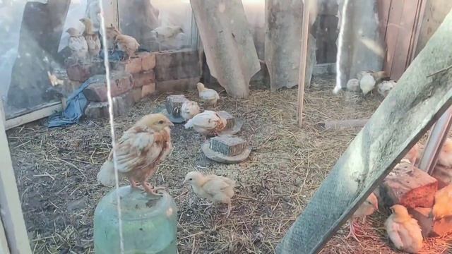 Курятник с выгулом. смотреть онлайн