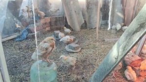 Курятник с выгулом.