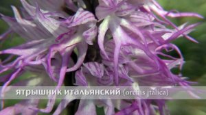 ятрышник итальянский