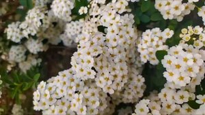Декоративный кустарник-многолетник ? Экзохорда крупноцветковая ✔️