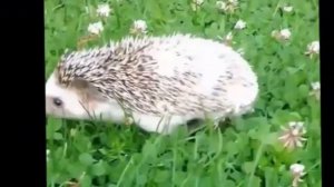 Детям о ежиках