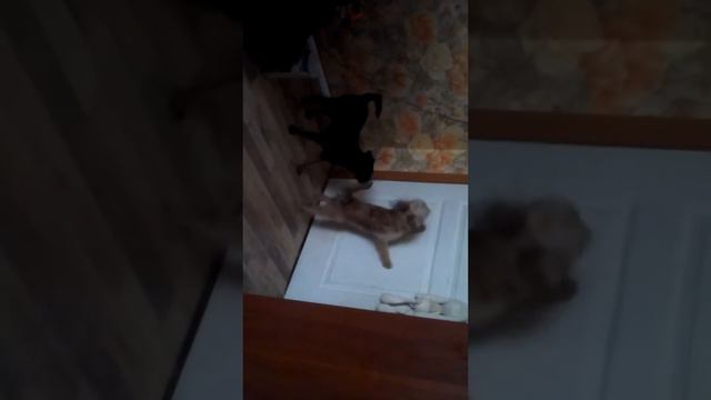 Франческа и Нильсон смотреть онлайн