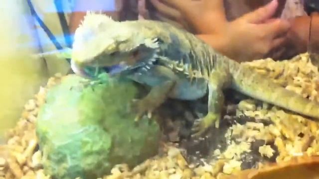 Агама бородатая ест саранчу смотреть онлайн