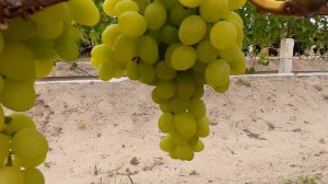 Виноград в Беларуси.  Мадонна.Очень ранний виноград.