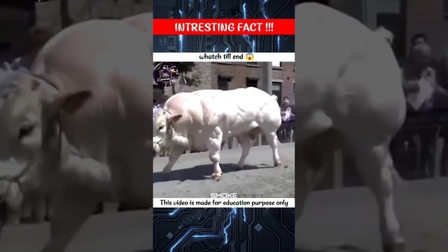 Peoples create  top 3 hybrid animals 🐄