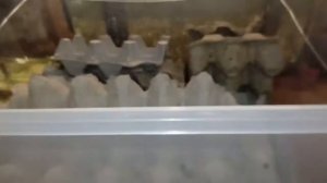 Туркменские тараканы. Часть 2. Появились новые детишки.