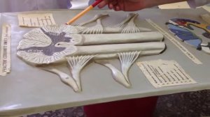 Анатомия человека: строение спинного мозга