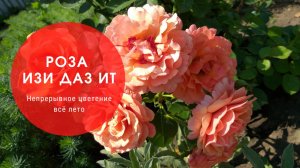 Роза Изи Даз Ит. Чудесная флорибунда, которая цветёт всё лето. Показываю её в своём саду.