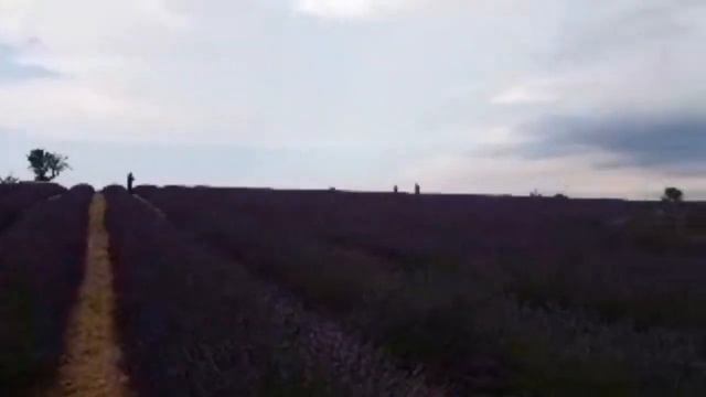 Лаванда… Горная ЛАВАНДА