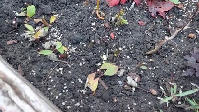 Как черенковать древовидную гортензию осенью? смотреть онлайн