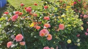 Роза Ла Вилла Котта (La Villa CottaW. Kordes'  Германия, 2013)