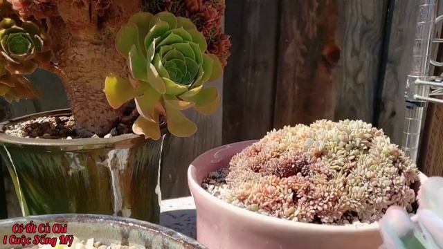 Korean Succulent Garden/Vườn Sen Hàn Đẹp Cô Út Củ Chi l Cuộc Sống Mỹ #91 смотреть онлайн
