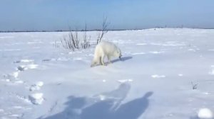 Песец - знакомимся с полярной лисичкой