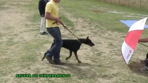 doberman kaysi  en su test de temperamento prueba de temperamento  dobermann work