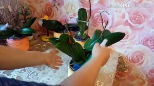 МОШКИ НА ОРХИДЕЯХ! ЧТО Я БУДУ ДЕЛАТЬ??? ЧУДО-СРЕДСТВО ОТ НАСЕКОМЫХ!   УХОД ЗА НИМИ! ОБЗОР ОРХИДЕЙ!