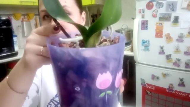 Как обрезать цветонос орхидеи фаленопсис смотреть онлайн