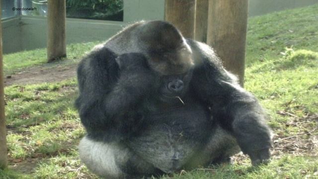 РайдВайф лайф гуд смотреть онлайн