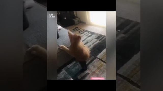 смешные коты