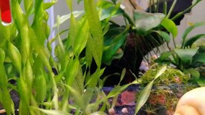 Коридорасы панда - новые жильцы моих аквариумов.