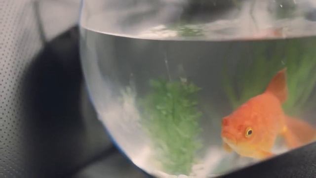 Реклама toyota highlander 2015 год смотреть онлайн