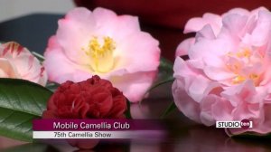 Studio 10: Mobile Camellia Club