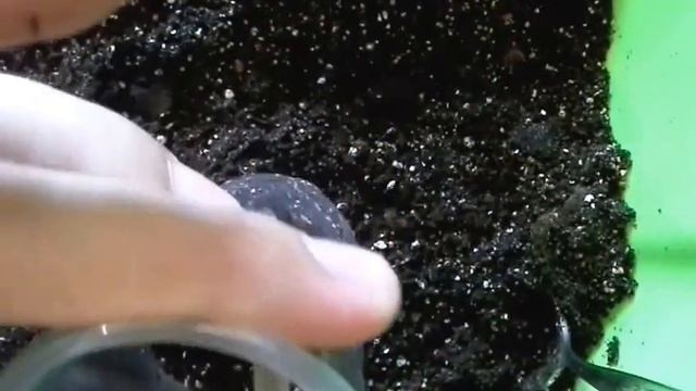 Стрептокарпус. Отделяю деток от материнского листа. смотреть онлайн