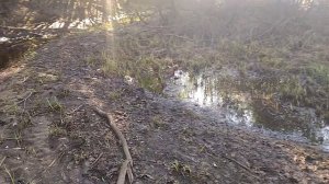 Бобровая плотина на лесной речке