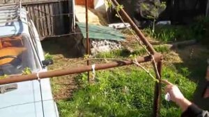 Виноград на даче. Формировка винограда.